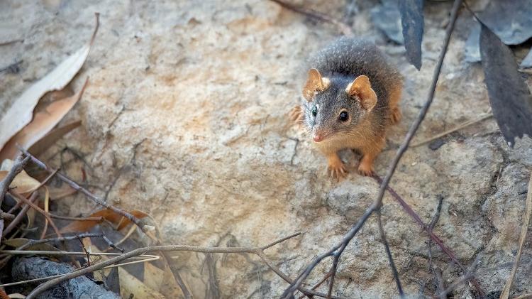 Antechinus