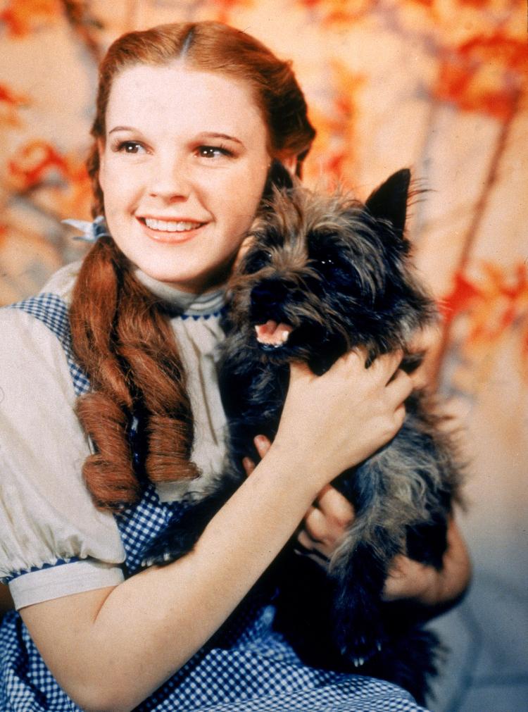 O nome Toto veio do cachorrinho de Dorothy (Judy Garland) em 'O Mágico de Oz'