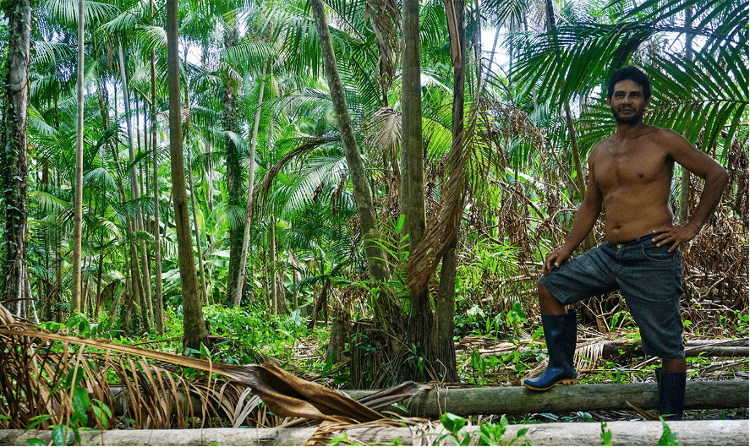 Erielson Santos olha para sua plantação de açaí na margem do Rio Amazonas, onde a palmeiras estão sendo engolidas pelas águas. Foto: Rudja Santos