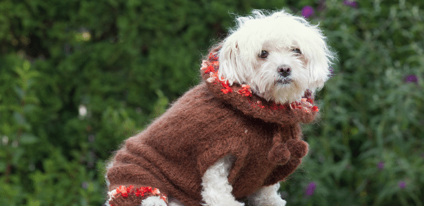 Pets precisam usar roupa no frio? Veterinária diz quando é necessário