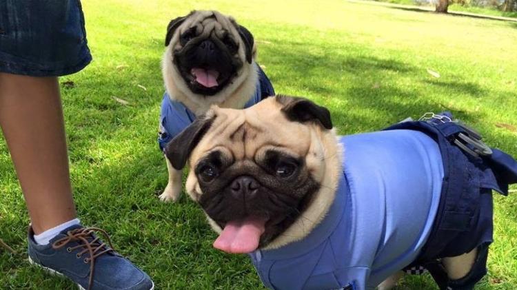 Winnie e Odie, os pugs policiais de Perth, na Austrália - Reprodução/Facebook - Reprodução/Facebook