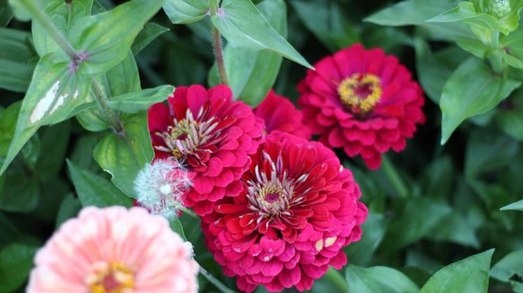 Julio procura utilizar sementes orgânicas em suas plantações - Arquivo Pessoal - Arquivo Pessoal