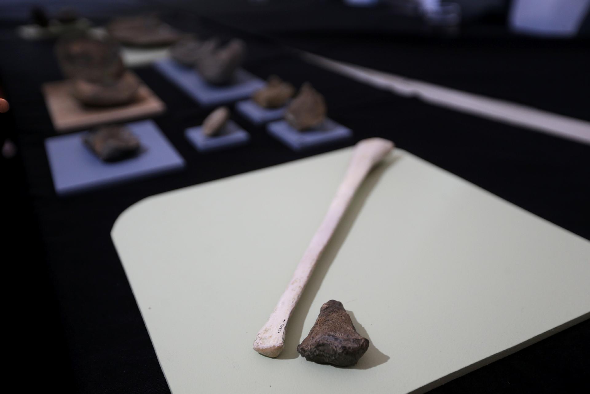 Museu Nacional apresenta exposição sobre Antártida, a primeira após incêndio - Wilton Junior/Estadão Conteúdo