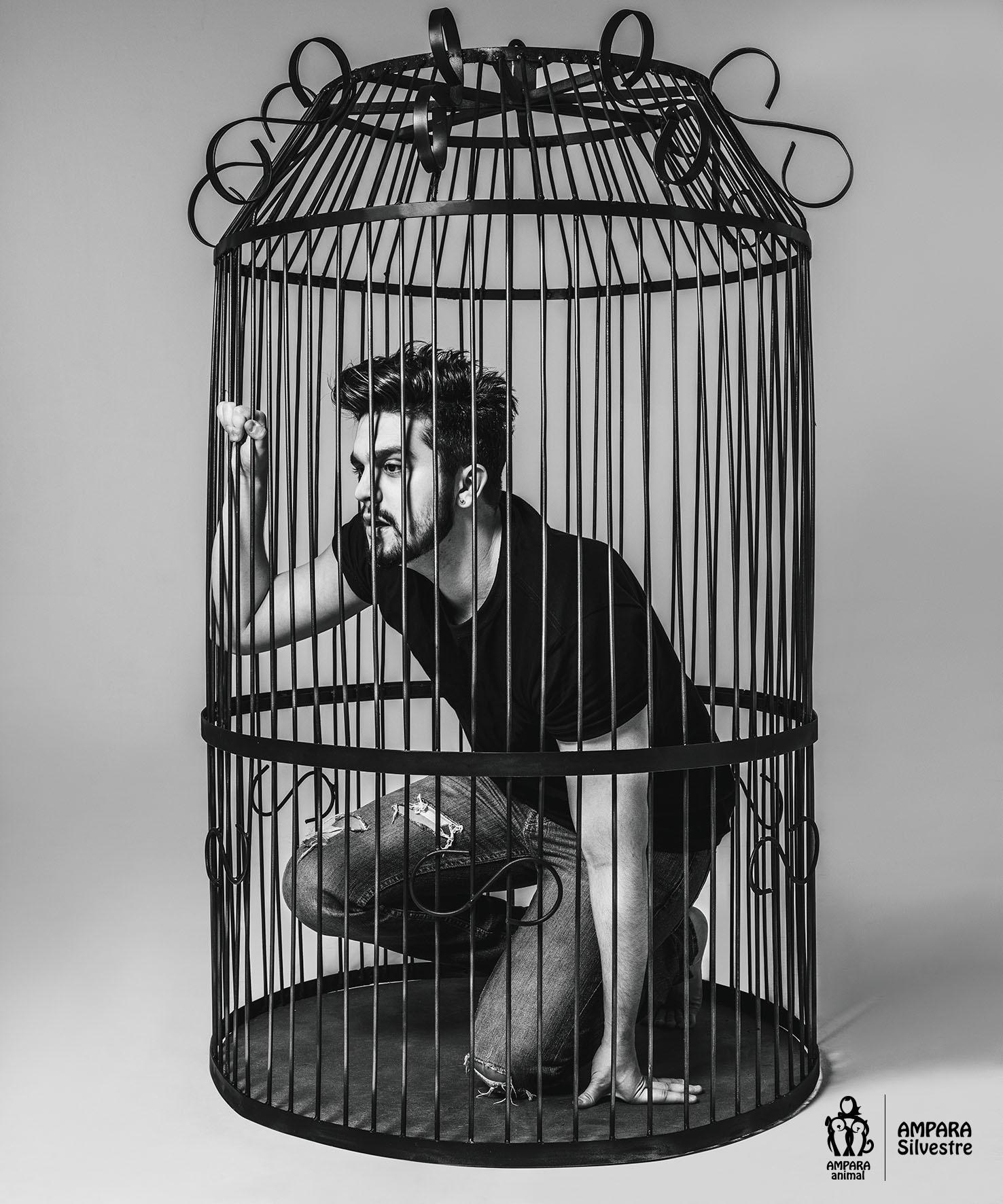 Luan Santana na obra "Engaiolados" - Divulgação