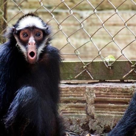 1 - Divulgação/ZooUNAMA - Divulgação/ZooUNAMA