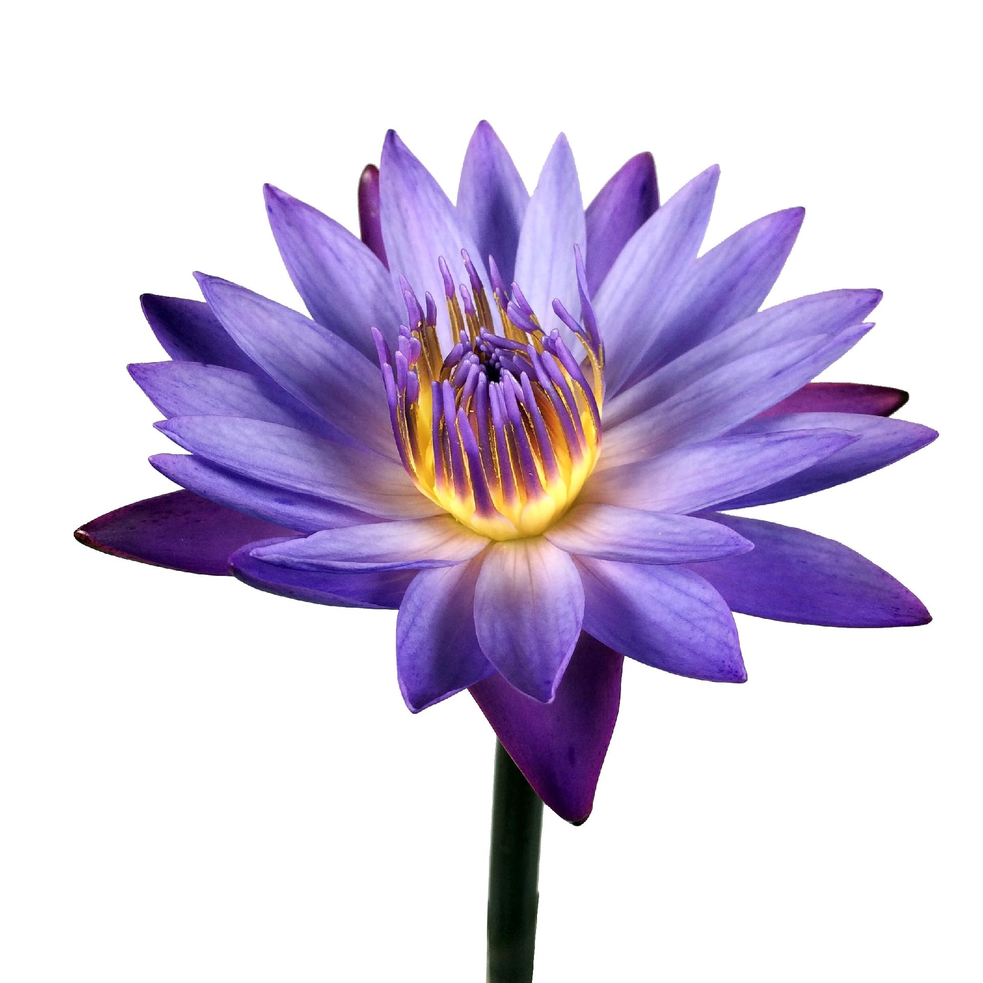 Fotos: Novas variedades de flores para deixar a casa linda e mais