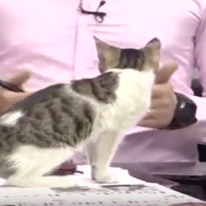 Gato apareceu na bancada de um programa jornalístico da TV turca - Reprodução - Reprodução