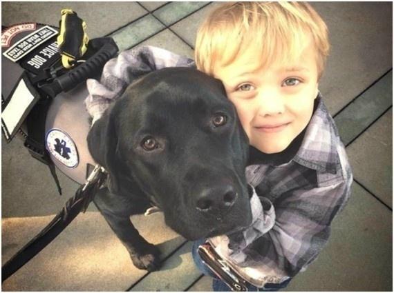 O labrador Jedi foi treinado desde filhote para reagir diante de alterações perigosas de açúcar no sangue de seu dono, o pequeno Luke, de 2 anos. Quando, no meio da madrugada, o nível de açúcar no sangue dele caiu muito, Jedi correu até o quarto da mãe do menino, chamando a atenção até que ela despertasse. Ao medir a glicose do filho, ela percebeu que Jedi havia acabado de salvar a vida de Luke - Reprodução