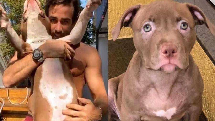 Buda (à esquerda), cachorro de Gabriela Pugliesi que morreu aos seis anos, e a nova "filha" da influenciadora": mesma marca de coração na barriga - Reprodução/Instagram