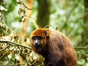 Ribeirão Preto intensifica vacinação após mortes de macacos por febre amarela