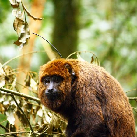 Os macacos não transmitem a febre amarela - Marcelo Rheingantz/arquivo