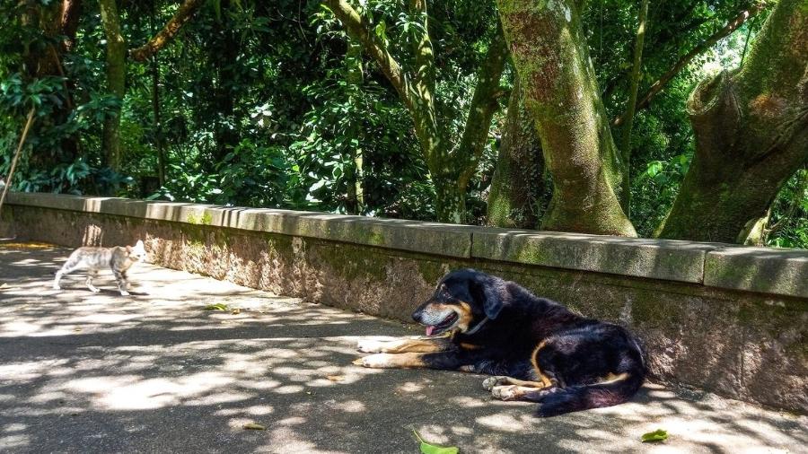 Cães e gatos soltos no entorno do Parque Nacional da Tijuca - Vitor Abdala/Agência Brasil