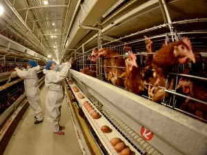 H5N1: vírus se espalhou em aves e mamíferos e pode causar próxima pandemia