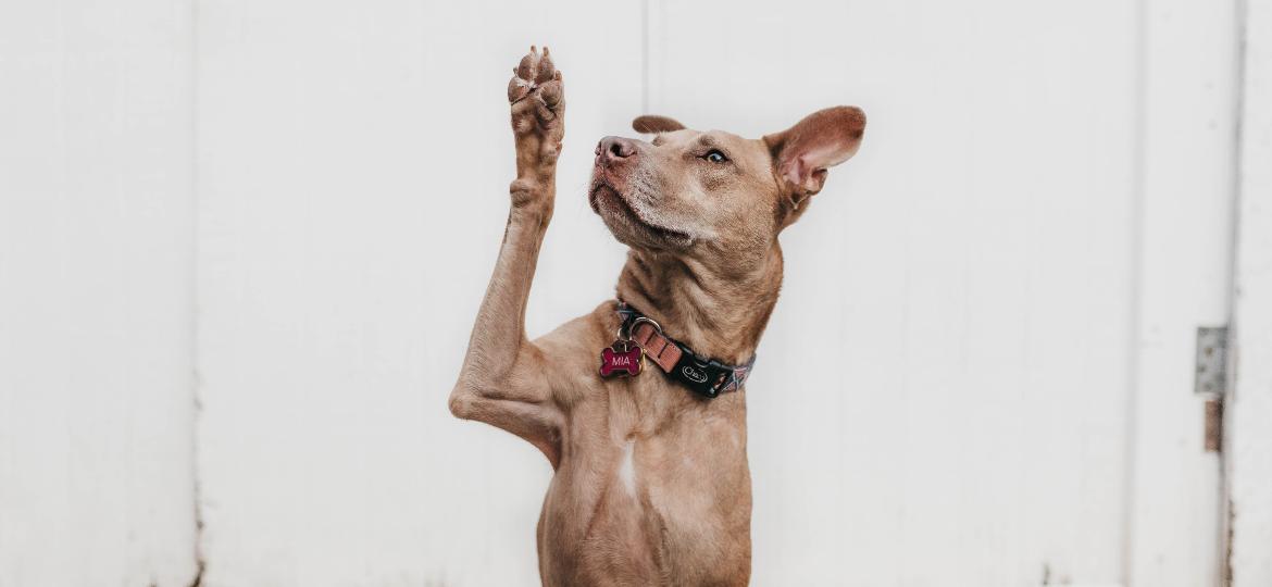 Estudo analisa capacidade de aprendizado de cães e situações que facilitariam a aquisição de novos vocabulário. Pesquisa revela ainda que memória canina é curta. - Reprodução/Unsplash/Camylla Battani