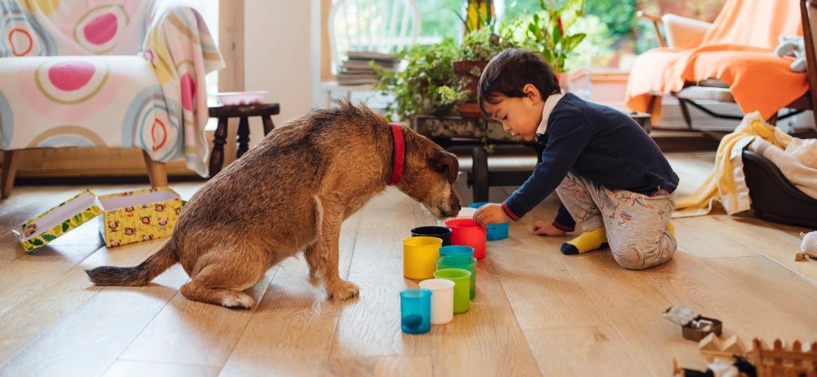 Brinquedos interativos ajudam a estimular a inteligência de cães e gatos - Getty Images