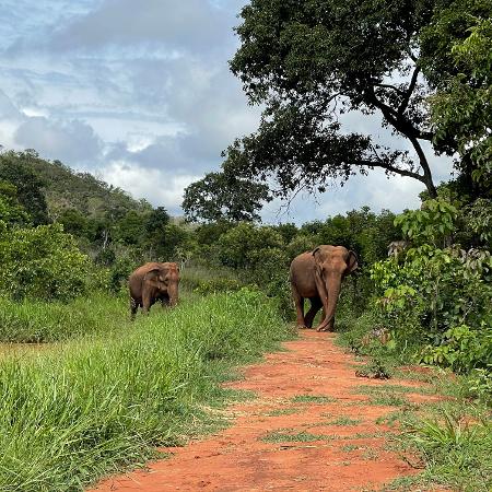 El nuevo hogar de Tamy estará en el santuario (en la foto) con espacio para "ser un elefante" en Brasil después de una vida de circo - Comunicado de prensa - Comunicado de prensa