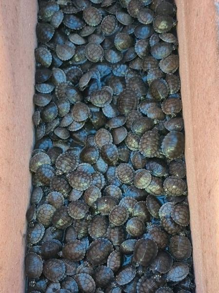 Tartarugas - Secretaria de Segurança Pública do Amazonas.  - Secretaria de Segurança Pública do Amazonas. 