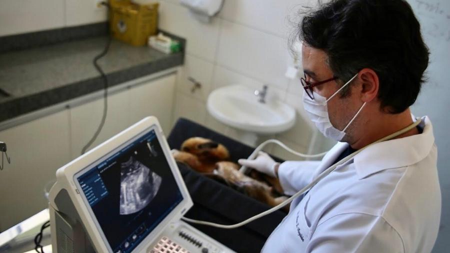 Exame de ultrassonografia em tamanduá-mirim no Cetras Patos de Minas (MG) - IEF MG