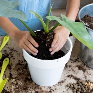 Saiba os principais erros ao cuidar de plantas e como evitá-los -  26/11/2022 - Tudo + um pouco - Folha