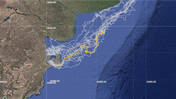 Imagem de GPS do caminho realizado por Popi, pinguim de El Pedral, mesma região de Clarita - Reprodução - Reprodução