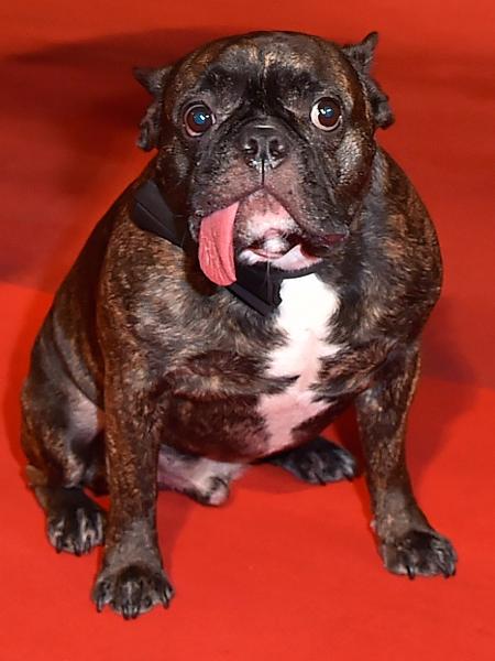 14.mai.2016 - No tapete vermelho de Cannes, cão Gary chama mais atenção que a sua dona, a atriz Carrie Fisher, famosa por interpretar a Princesa Leia em "Star Wars" - Yves Herman/Reuters