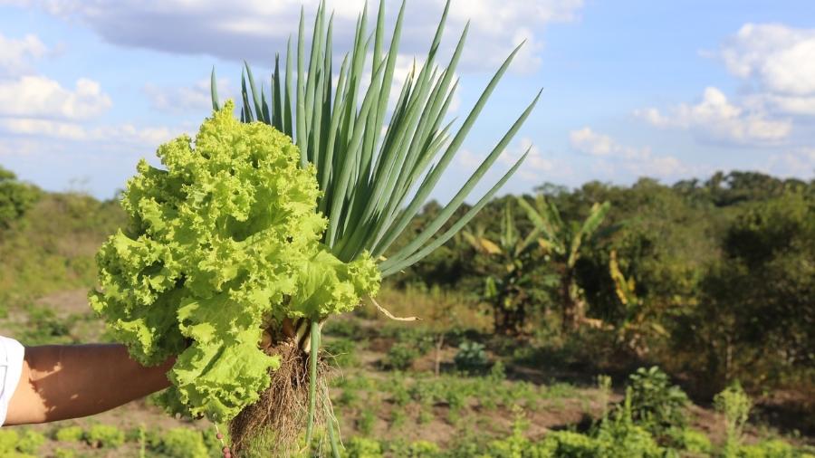 Cultivo de verduras e legumes agroecológicos - Virginia Yunes/iStock