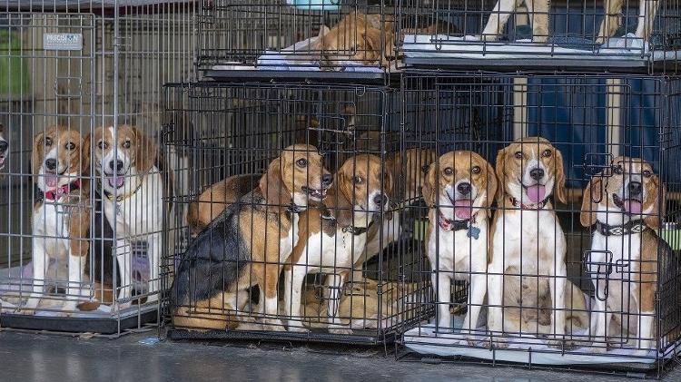 Beagles resgatados de empresa norte-americana processado por maus tratos; número de animais foi 4 mil - Getty Images - Getty Images