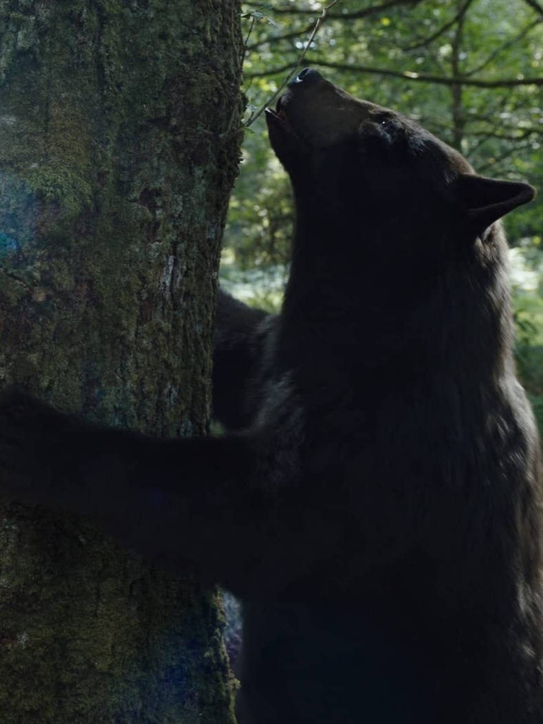 A historia por trás do filme 'O Urso do Pó Branco'. Vão assistir