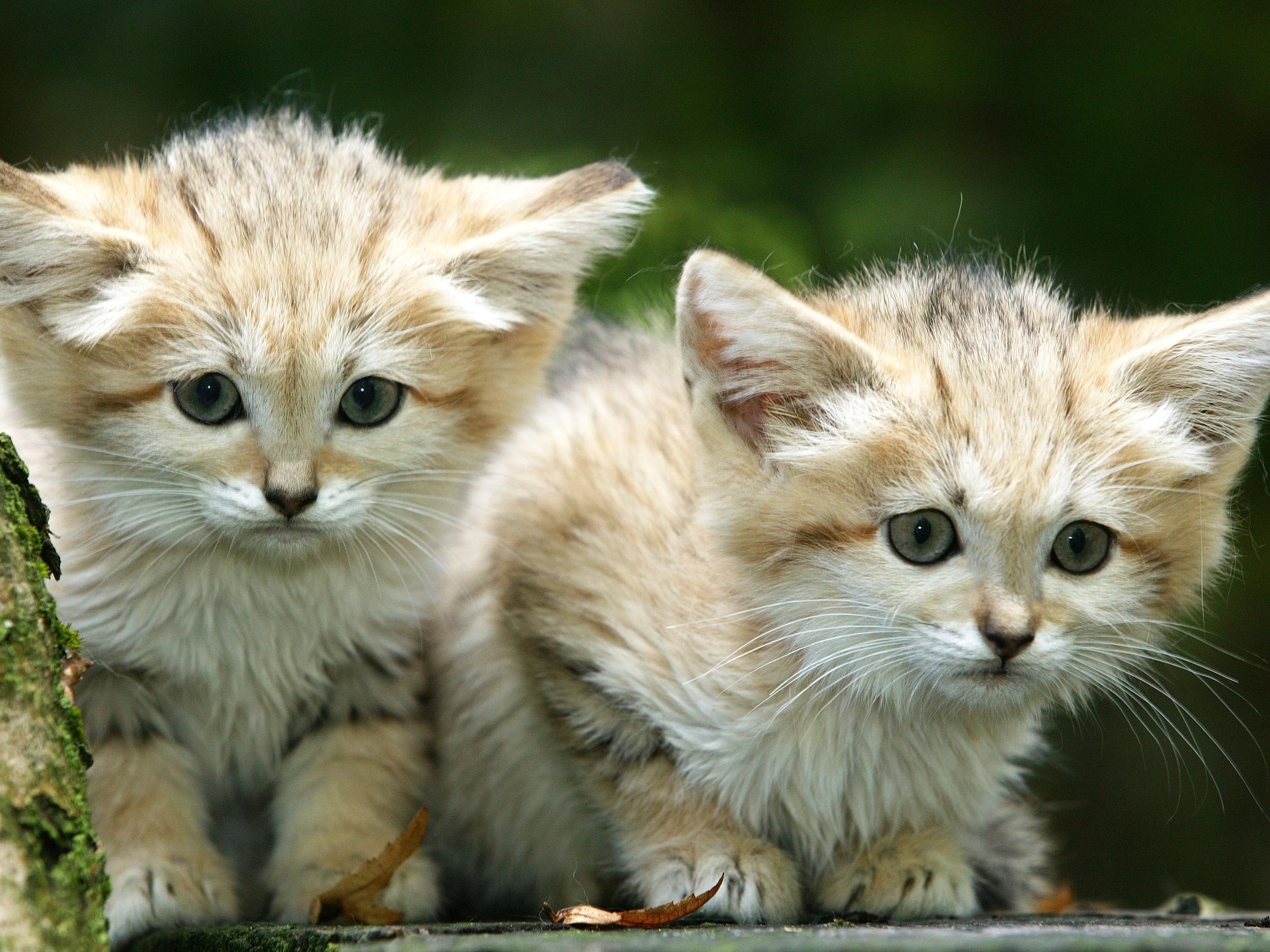 Pare tudo o que está fazendo e veja esse gatinho bebendo água em