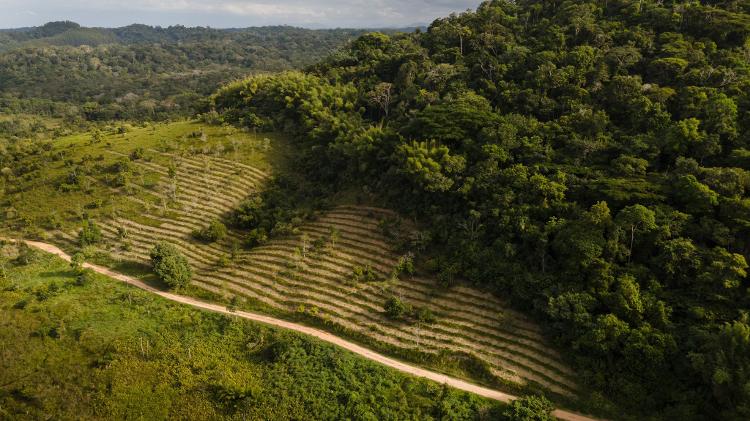 Área no Sul da Bahia em processo de regeneração por projetos de restauração florestal