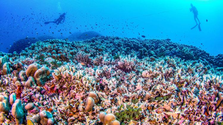 A estrutura é formada por uma "complexa rede" de pequenos pólipos de coral