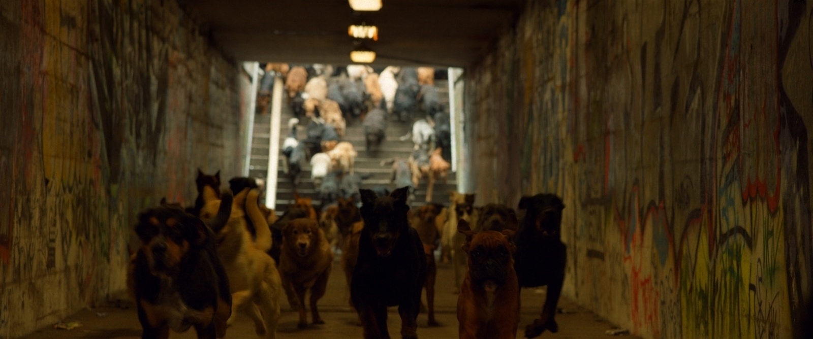 Cena de "White God" - Divulgação