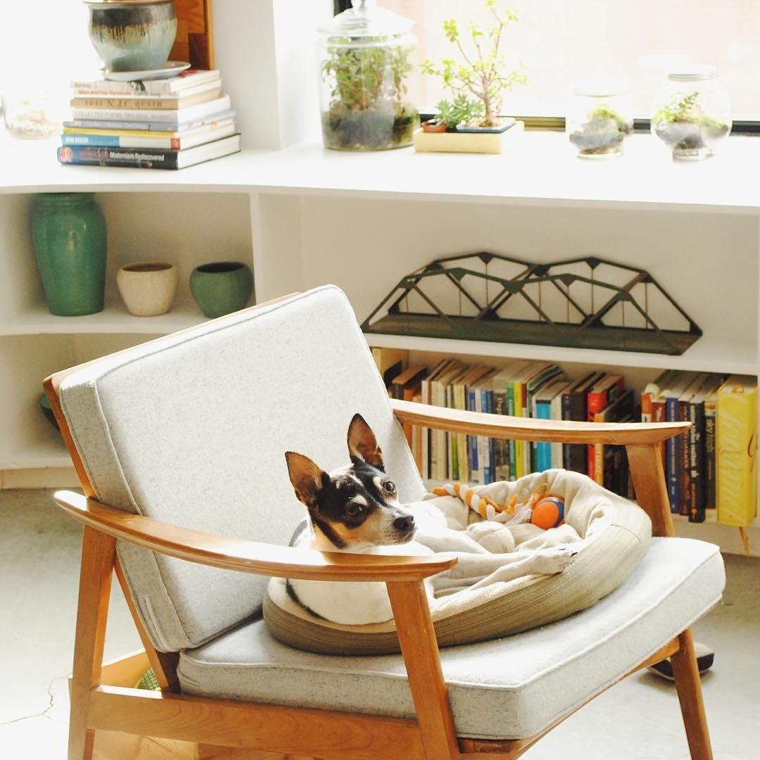 Cores claras, iluminação natural, uma poltrona confortável... se o Riley relaxou, quem não iria curtir um descanso neste ambiente? - Instagram/@littledogvintag