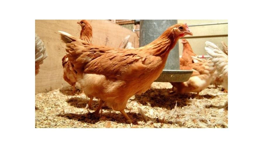Essas galinhas têm um gene humano que permite a elas botar ovos que contêm nível elevado de proteínas - NORRIE RUSSELL, THE ROSLIN INSTITUTE