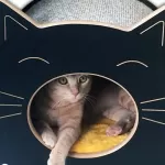 Jogos para Stories - CatMyPet - Os melhores produtos para seu Gato