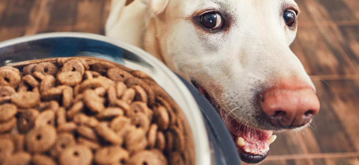 Rações e snacks fit prometem maravilhas para seu pet, mas será isso mesmo? - Getty Images/iStockphoto