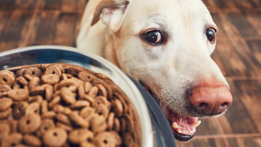 Além da rotina, observação e paciência são essenciais para criar laços de amizade com os pets - Getty Images/iStockphoto