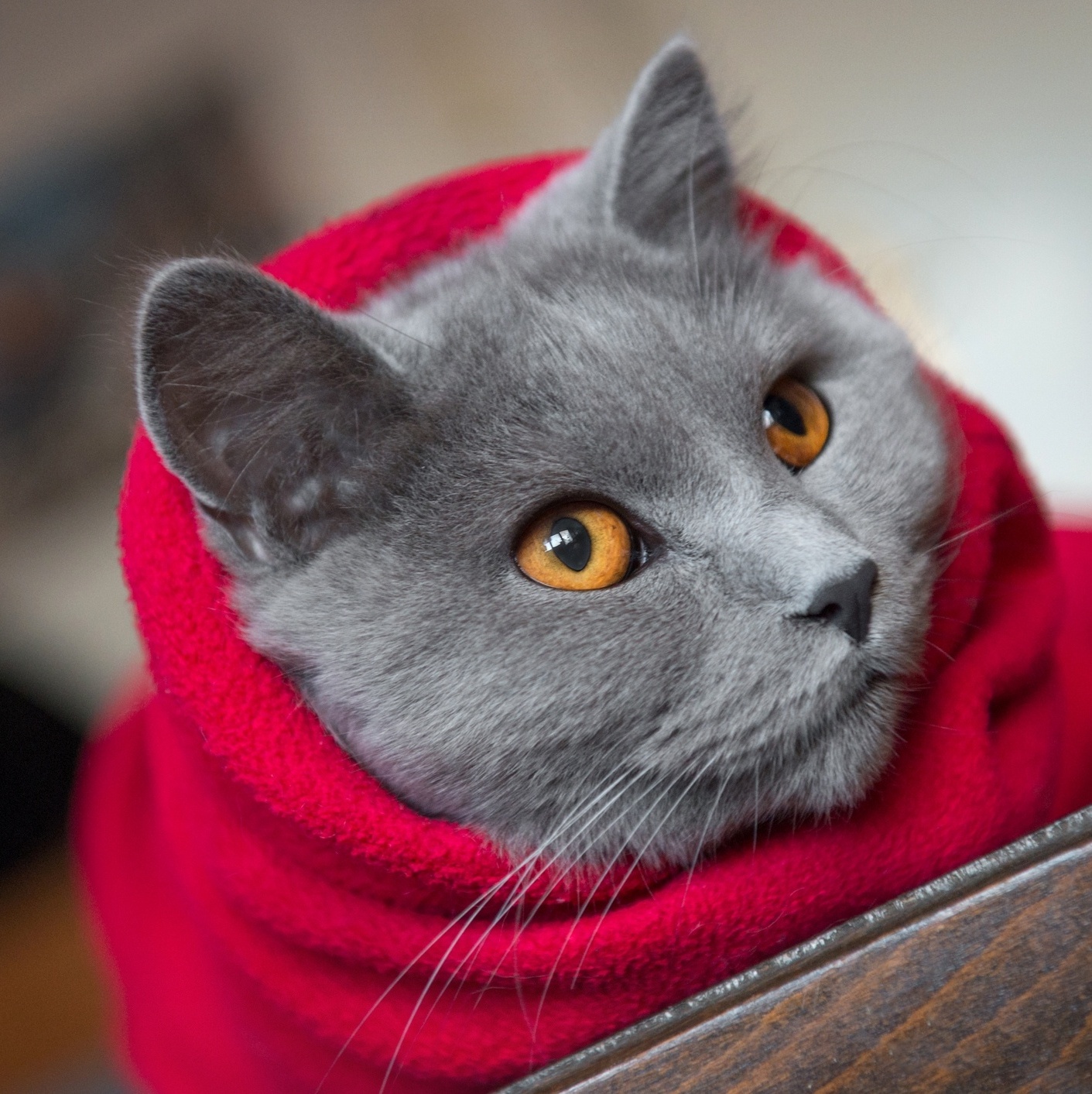 Família de Gatos - Ganhou muitos doces Desenho Infantil em