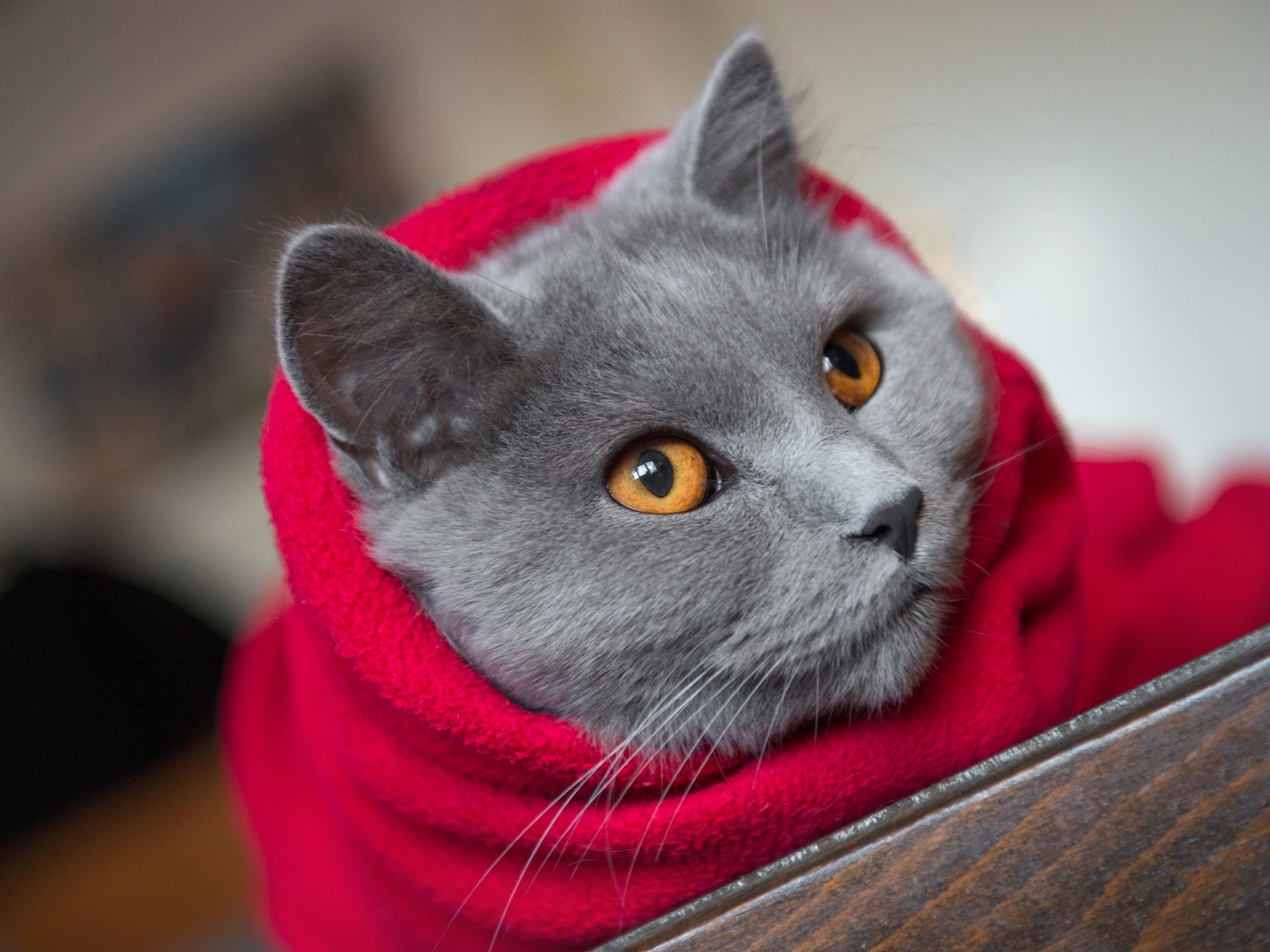 Saiba como escolher nomes para gato branco