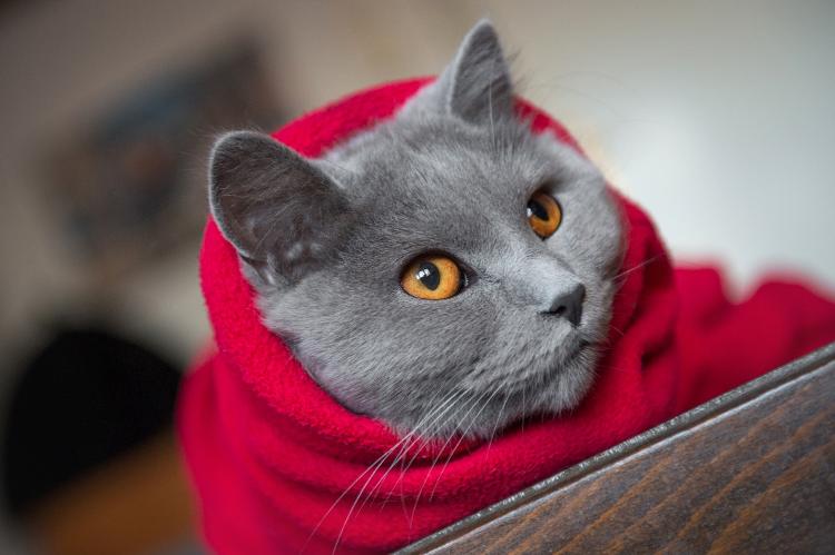Aquecer seu gato vai depender da tolerância do bichano com cobertas e roupas