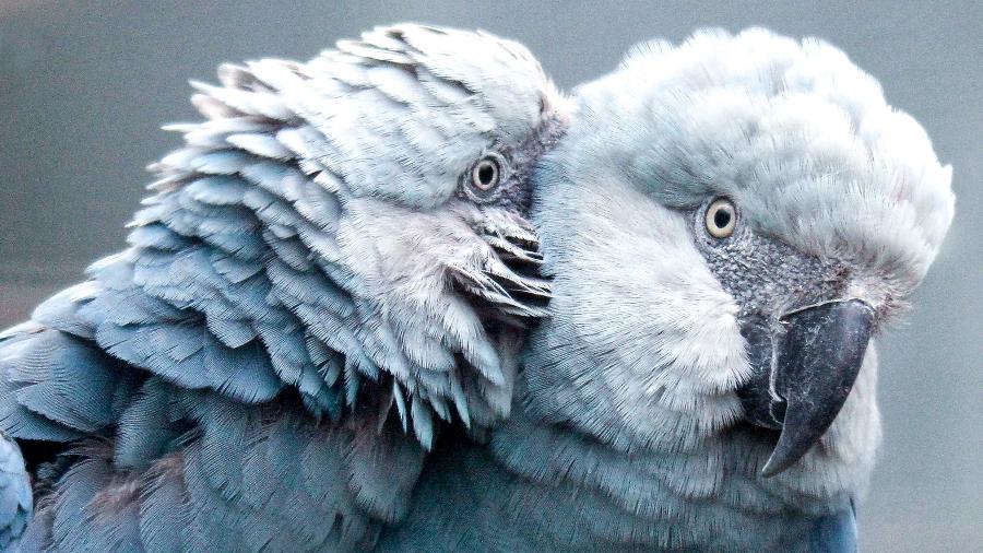  Após serem consideradas extintas, mais ararinhas-azuis chegam ao Brasil -  ACTP e.V. ? Association for the Conservation of Threatened Parrots e.V.