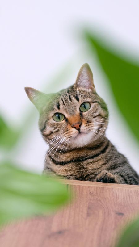 Além do gato preto: outras cores dos felinos têm significados espirituais -  31/08/2022 - UOL Universa