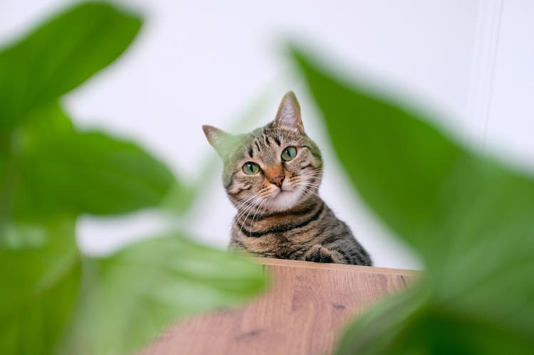 Tutores de cães, gatos e outros animais de estimação devem prestar atenção nas plantas que desejam ter em casa - Getty Images - Getty Images