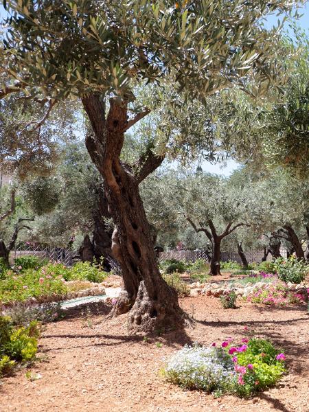 Jardim de Getsêmani, em Jerusalém, Israel