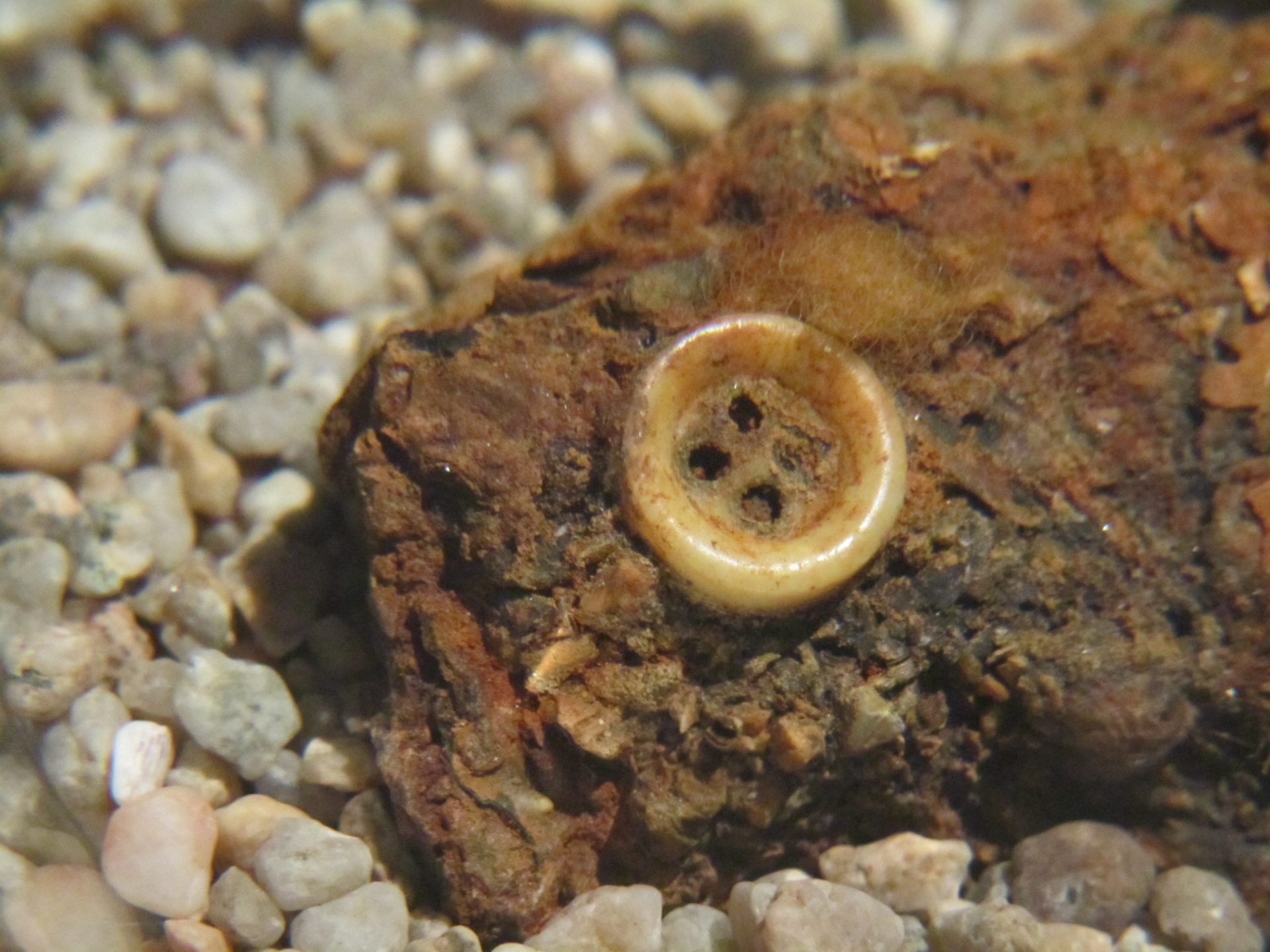 Cena do filme "O Botão de Pérola" - Divulgação