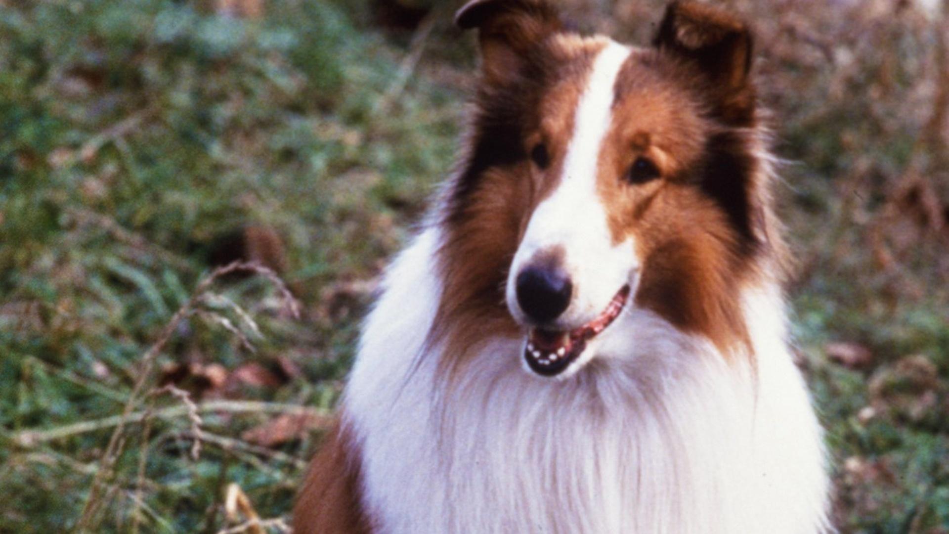 Cena do filme "Lassie" (1994), de Daniel Petrie - Reprodução