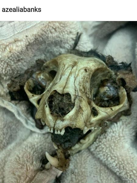 Azealia Banks desenterra gato para levar caveira junto em ...