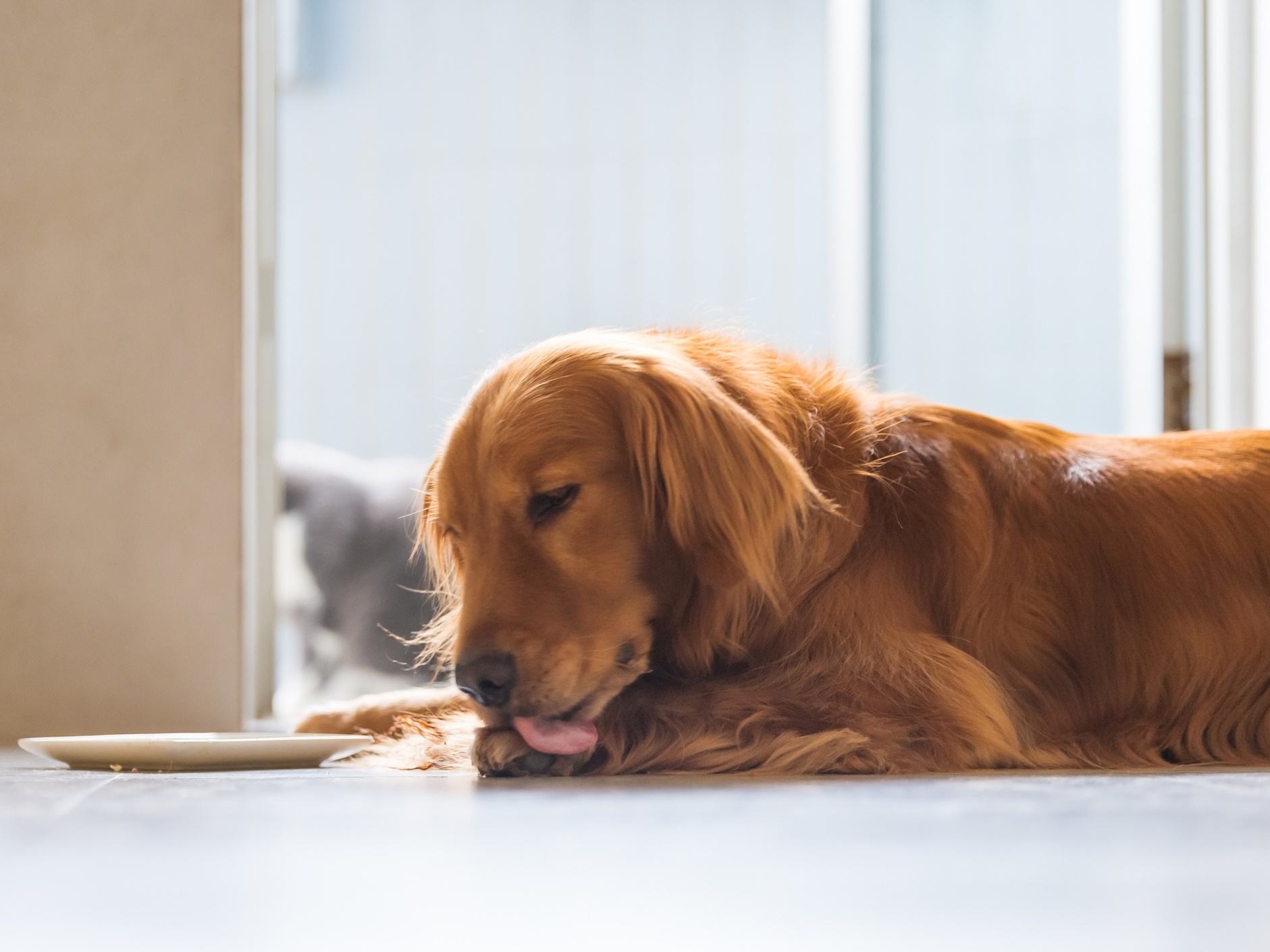 Cão ou gato que se lambe demais: o que fazer