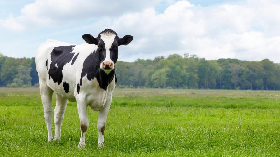 Uma vaca em seu habitat: 30% da personalidade vem dos genes; os 70% restantes, do ambiente e experiências - iStock
