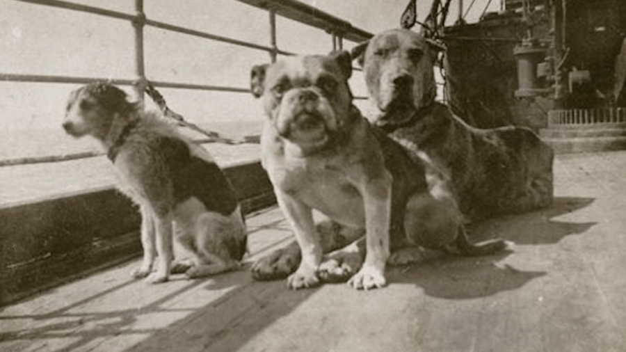Alguns dos nove cães que naufragaram com o Titanic em 1912 - Reprodução/Arquivo American Kennel Club